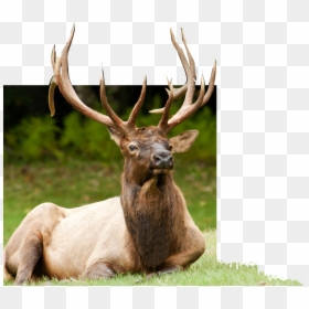 Alce Astas, HD Png Download - reindeer antlers png tumblr