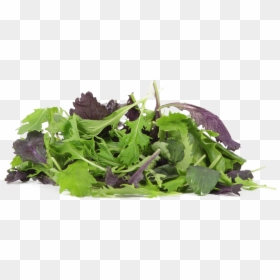 Arugula, HD Png Download - arugula png