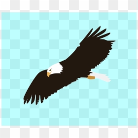 Cartoon Eagle Transparent Background, HD Png Download - fly flying png