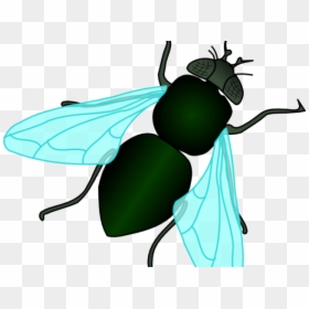 Housefly Clip Art, HD Png Download - fly flying png