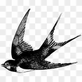 Swallow Bird Drawing, HD Png Download - fly flying png