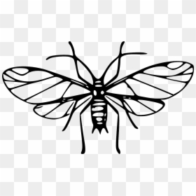 Mosquito Art Clip, HD Png Download - insect wings png