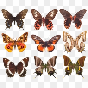 Brush-footed Butterfly, HD Png Download - insect wings png