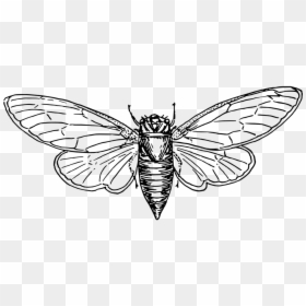 Drawing Of Bugs, HD Png Download - insect wings png