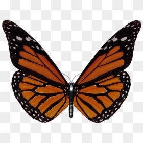 Butterfly, HD Png Download - insect wings png
