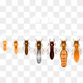 Termites Look Like, HD Png Download - insect wings png