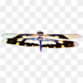 Butterfly, HD Png Download - insect wings png