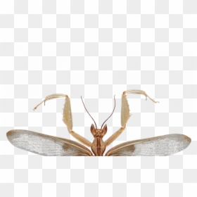 Orchid Mantis Png, Transparent Png - insect wings png