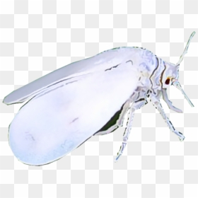 Whote Flies, HD Png Download - insect wings png