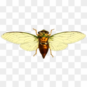 Top View Of Wasp, HD Png Download - insect wings png