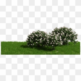 White Rose Bush Png, Transparent Png - rosebush png
