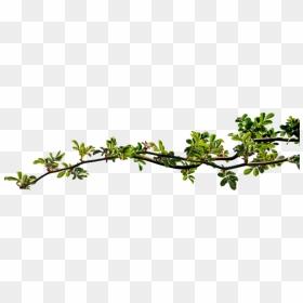 Tree Branch Graphics, HD Png Download - rosebush png