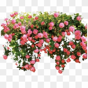 Pink Rose Images Hd, HD Png Download - rosebush png