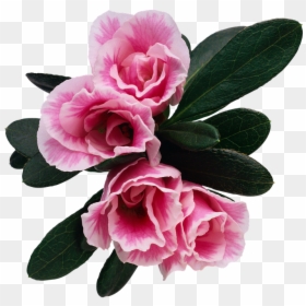 Bonne Fete Papa De Ta Fille, HD Png Download - rosebush png