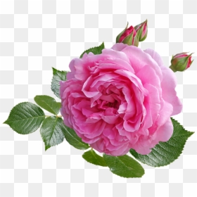 Hybrid Tea Rose, HD Png Download - rosebush png