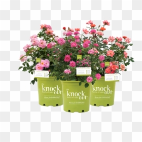Coral Knock Out Roses, HD Png Download - rosebush png