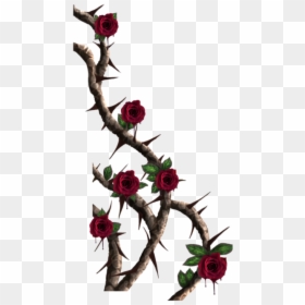 Rose Thorns Transparent, HD Png Download - rosebush png