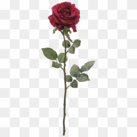Everything Will Be Okay Rose, HD Png Download - rosebush png