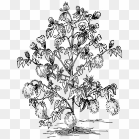 Outline Image Of Cotton Plant, HD Png Download - rosebush png