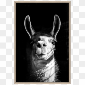 Llama, HD Png Download - llama head png
