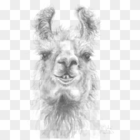 Llama, HD Png Download - llama head png