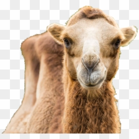 Arabian Camel, HD Png Download - llama head png
