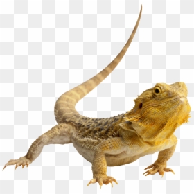 Lizard Png, Transparent Png - reptile eye png