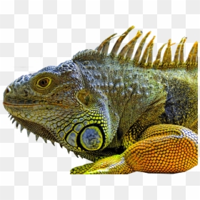 Large Iguana, HD Png Download - reptile eye png