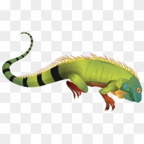 Iguana Png, Transparent Png - reptile eye png