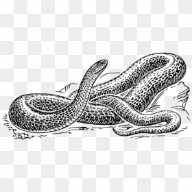 Dessin De Serpent A Imprimer, HD Png Download - reptile eye png