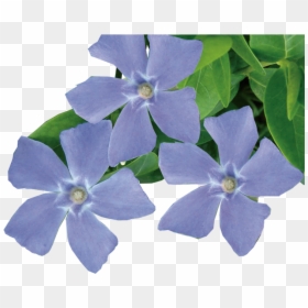Periwinkle Flower Transparent, HD Png Download - jeepers creepers png