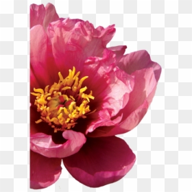 Common Peony, HD Png Download - jeepers creepers png