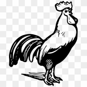 Rooster Clip Art Black And White, HD Png Download - white chicken png