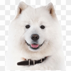 Canadian Eskimo Dog, HD Png Download - samoyed png