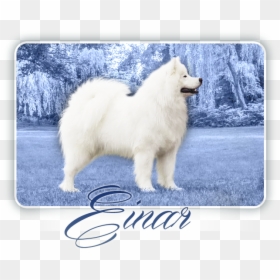 Great Pyrenees, HD Png Download - samoyed png
