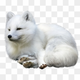 Transparent Arctic Fox White Background, HD Png Download - samoyed png