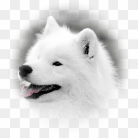 Japanese Spitz, HD Png Download - samoyed png