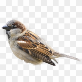 Imagens De Pardal, HD Png Download - sparrow tattoo png