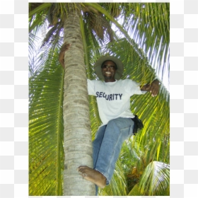 Leisure, HD Png Download - tiki hut png