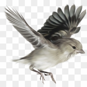 Sparrows Png, Transparent Png - sparrow tattoo png