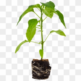 Png Chilli Plant, Transparent Png - pepper plant png