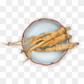 Tuber, HD Png Download - ginseng png
