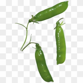 Pea, HD Png Download - pepper plant png