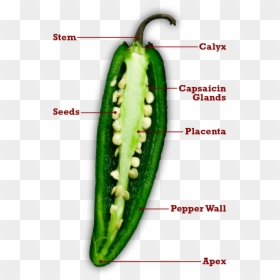 Longitudinal Section Of Chilli, HD Png Download - pepper plant png