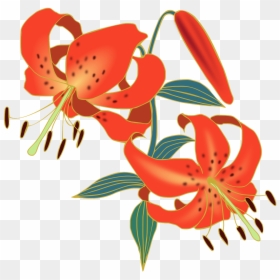 Tiger Lily Flower Png, Transparent Png - tiger lily png