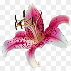 Stargazer Lily Transparent Background, HD Png Download - tiger lily png
