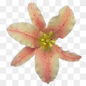 Tiger Lily, HD Png Download - tiger lily png
