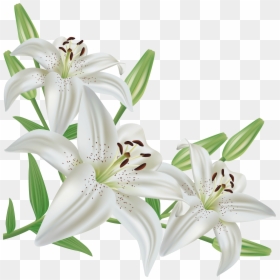 Flower Lilies White Backgrounds, HD Png Download - tiger lily png