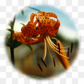 Tiger Lily, HD Png Download - tiger lily png