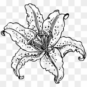 Tiger Lily Coloring Pages, HD Png Download - tiger lily png